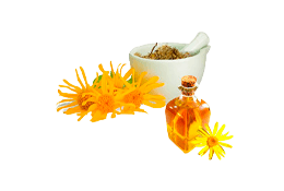 Ekstrakt arnike (Arnica Montana)